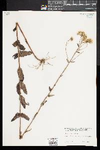 Eupatorium album image