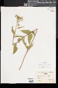 Eupatorium serotinum image