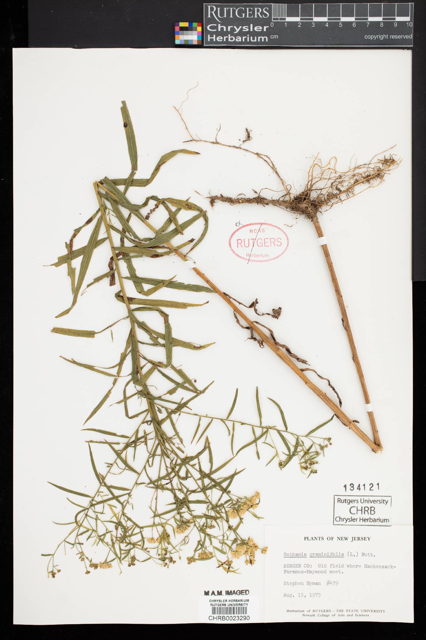 Euthamia graminifolia image