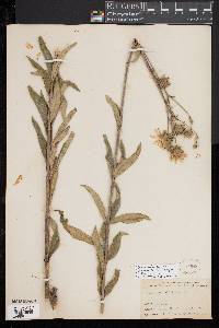 Image of Silphium trifoliatum