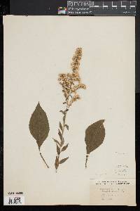 Solidago arguta image