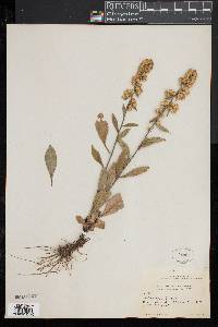 Solidago bicolor image