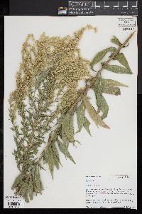 Solidago canadensis image