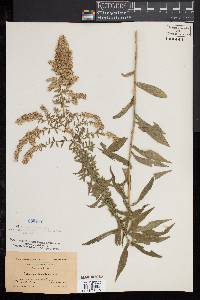 Solidago canadensis image