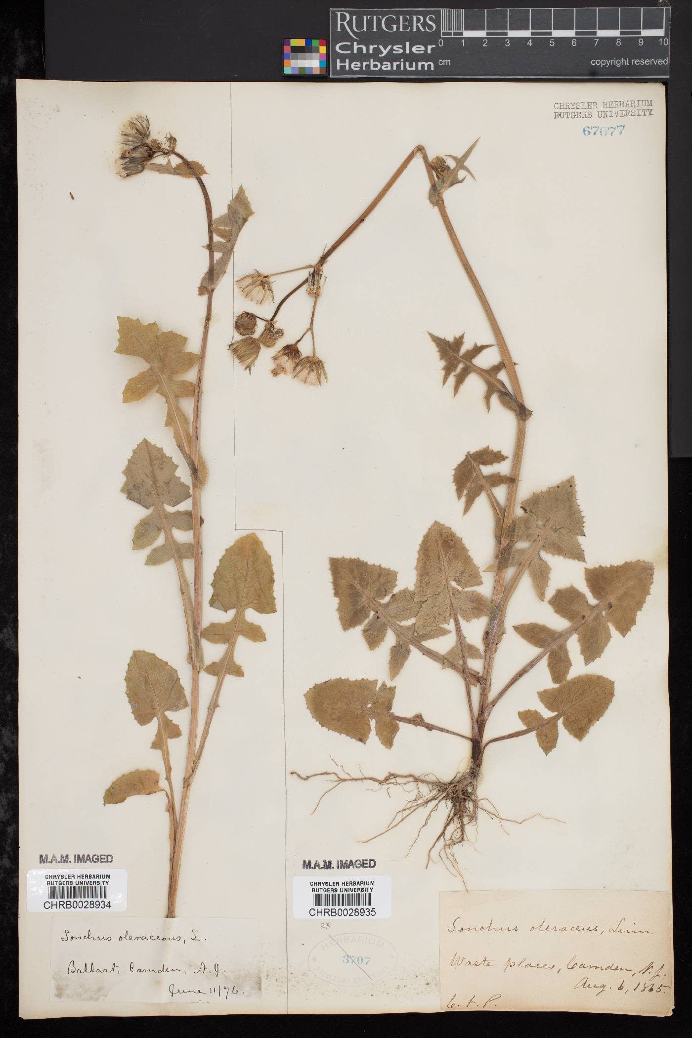 Sonchus oleraceus image