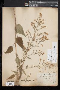 Symphyotrichum cordifolium image