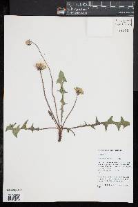 Taraxacum officinale image