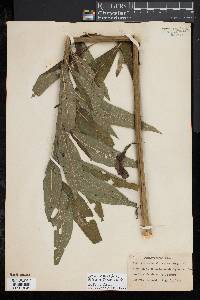 Image of Vernonia gigantea