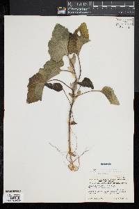 Xanthium strumarium image