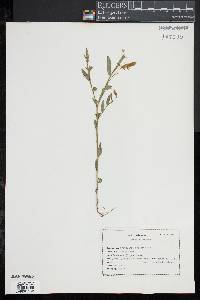 Crotalaria sagittalis image