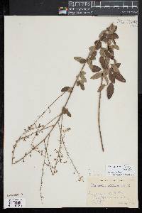 Desmodium ciliare image