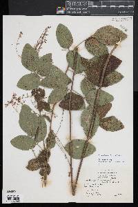 Desmodium perplexum image