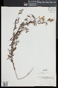 Image of Lathyrus pratensis