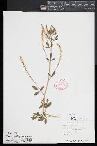 Melilotus officinalis image