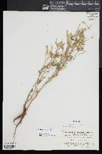 Melilotus officinalis image