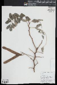 Robinia pseudoacacia image