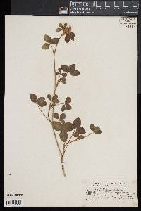 Trifolium pratense image