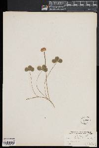 Trifolium repens image