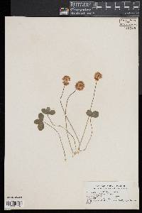 Trifolium repens image