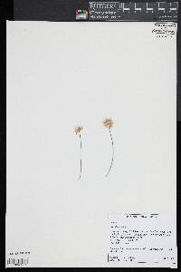 Trifolium repens image