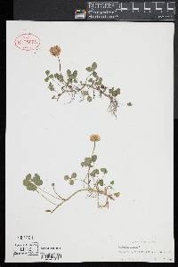 Trifolium repens image