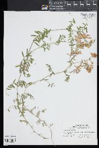 Vicia villosa image