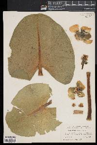 Nuphar lutea ssp. advena image