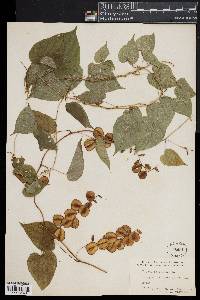 Dioscorea villosa image