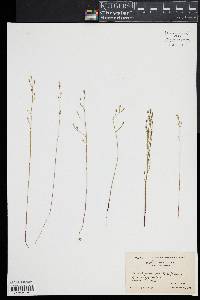 Bartonia paniculata image