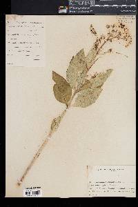 Asclepias purpurascens image