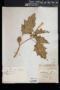 Datura stramonium image