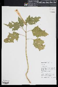 Datura stramonium image