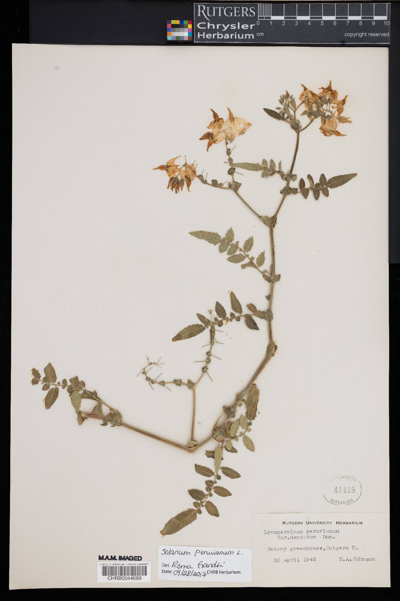 Solanum peruvianum image