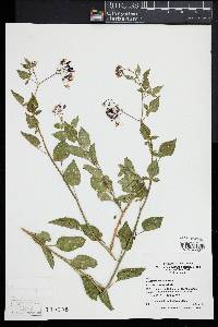 Solanum dulcamara image