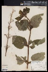 Scrophularia lanceolata image