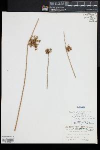 Juncus effusus var. pylaei image