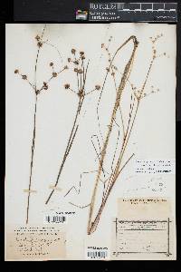 Juncus subcaudatus image