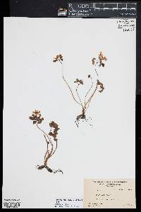 Thalictrum thalictroides image