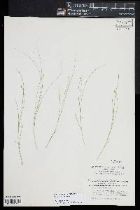 Carex atlantica subsp. capillacea image