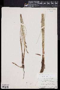 Image of Carex barrattii
