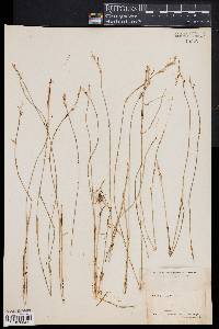 Carex brevior image