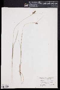 Image of Carex caroliniana