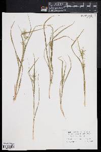 Carex collinsii image