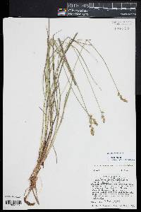 Carex echinata image