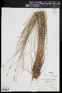 Carex exilis image