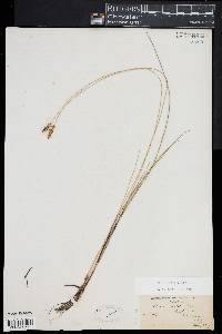 Carex exilis image