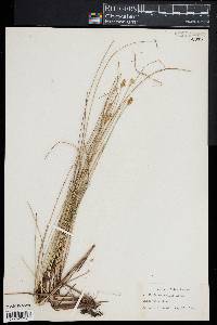 Carex exilis image