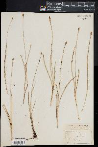 Carex exilis image