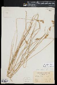 Carex hormathodes image