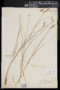 Carex hormathodes image